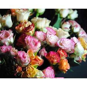  Mini Tea Roses Bouquet Giclee Print: Home & Kitchen