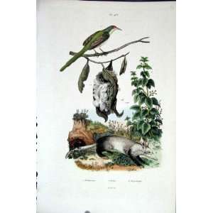  1839 H/C Natural History *433 Bird Nest & Rodent: Home 
