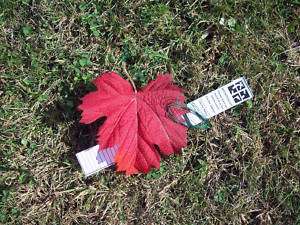 Sly Red Leaf Micro Cache Geocache geocaching Containers  