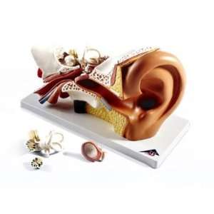   Giant Inner Middle and Outer Ear Part 3D Model