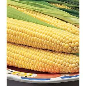  Corn, Early Choice Hybrid 1 Pkt. (800 seeds) Patio, Lawn 