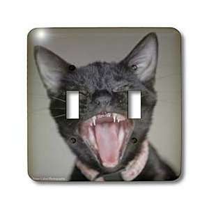  VWPics Cats and Dogs   Black Kitten Yawning   Light Switch 