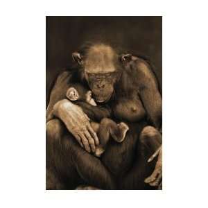   : Motherhood   Monkeys Poster   35.5x23.8 inches: Home & Kitchen