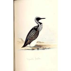 Black Throated Diver Meyer H/C Birds 1842 50