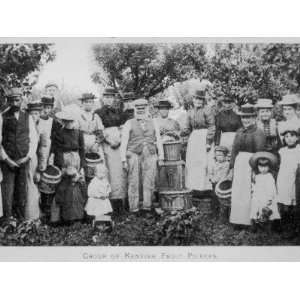 Men, Women and Children All Participating in Hop Picking Photographic 