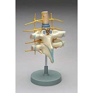  Altay Human Vertebrae Spinal Cord Dissection Model 