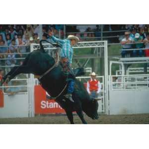 Brewster Gravity 258 75011M Non Woven Pre Pasted Bull Riding Wall 