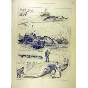   1888 Whaling Solent Whale Seppings Wright Print
