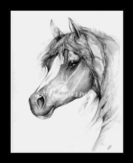 Arabian Horse Equine Majesty Art Graphite Drawing Print NEW Jenny 
