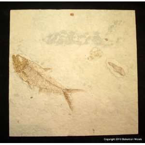 Green River Fm. Fossil Fish   Diplomystus (F0213):  Kitchen 