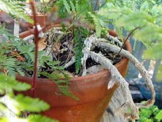 Rare Black Rabbits Foot Fern 3 pot   Davallia   Easter Plant  
