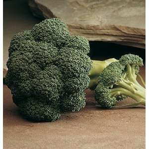  Davids Hybrid Green Broccoli Arcadia 75 Seeds per Packet 