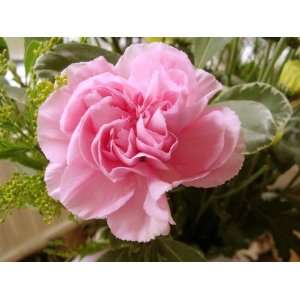  Cloud Pink Carnation (Dianthus) Seed Pack Patio, Lawn 