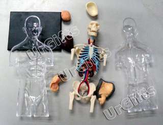4D Puzzle Human Anatomy Model Transparent Body Skeleton Torso NEW 