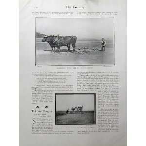  1902 Farming Horses Ploughing Oxen Camels Egypt England 
