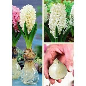  Craquele Blue Glass with White Hyacinth Bulb Patio, Lawn & Garden