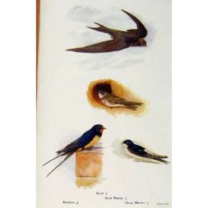    British Birds By W Foster Swallow Swift Sand Martin