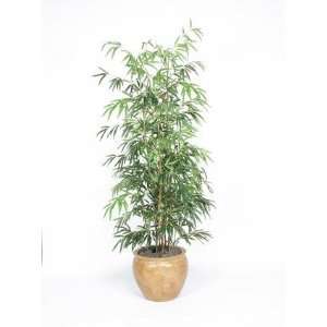  Bamboo Tree Plant: Home & Kitchen