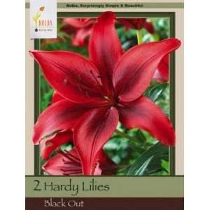   Farms Asiatic Lily Black Out Pack of 2 Bulbs Patio, Lawn & Garden