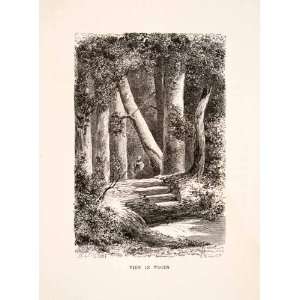  1880 Wood Engraving View Woods Landscape Forest Felled 