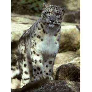 of a Majestic Snow Leopard, Alpine Predator, Melbourne Zoo, Australia 