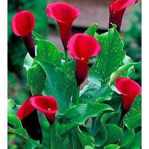  Calla Lily   Majestic Red Bulb   Long Lasting Blooms 