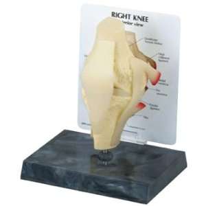 GPI Anatomical Basic Knee Joint Model  Industrial 