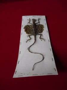 Dried Flying Lizard, Flying Gecko and Flying Frog 3 Pcs  