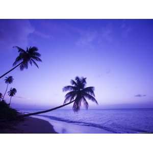 Lone Palm Trees at Sunset, Coconut Grove Beach at Cades Bay, Nevis 