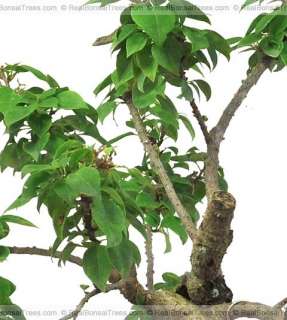 Bougainvillea Bonsai Unique Miniature Tree Flower Plant  