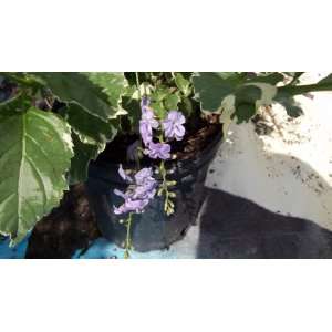  Duranta erecta Variegated Live Plant Purple Blooms 3 
