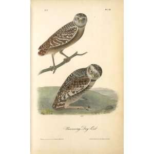   Reproduction   John James Audubon   24 x 40 inches   Burrowing Day Owl