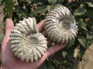 591g Ammonite Fossil Shell Specimen Healing From Madagascar  