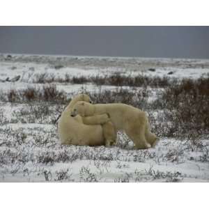  Two Polar Bears Play Fight in a Snowy Field Stretched 