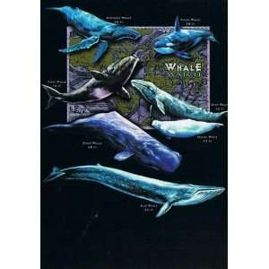  Artistic Note Cards   CETACEAN   Whales