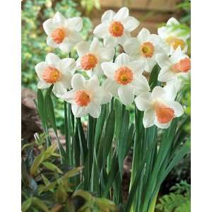  Pink Silk Daffodil 3 Bulbs   Deer Resistant  NEW Patio 