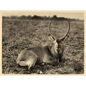  1930 African Male Waterbuck Horns Hugo Adolf Bernatzik 