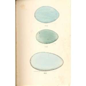 Meyer Bird Eggs 1842 Cormorant, Shag & Gannet 