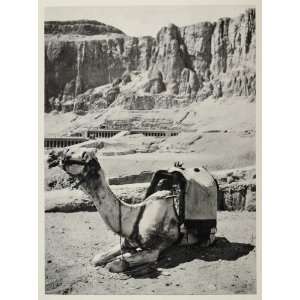  1937 Kneeling Camel Temple Deir el Bahri Thebes Egypt 