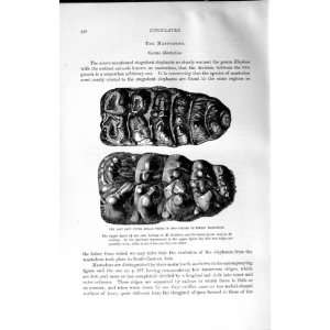  NATURAL HISTORY 1894 MOLAR TEETH INDIAN MASTODONS