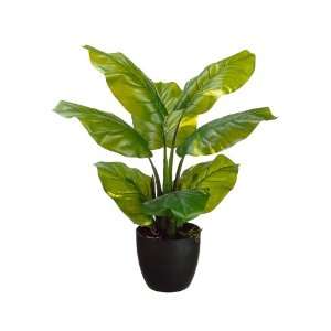  27 Pothos Plant in Round Container Green Yellow (Pack of 4 