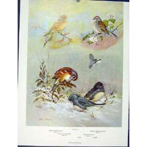  Sparrow Field Tree Chipping Junco Birds Old Print C1939 
