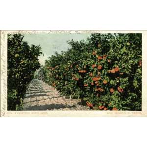   California   A California Orange Grove 1900 1909