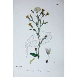    Sowerby Plants C1902 Strong Scented Lettuce Lactuca