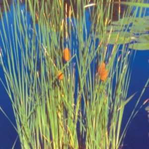  Dwarf Cattail   Bog Plant Patio, Lawn & Garden