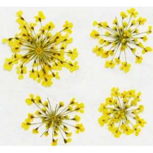  Zink Color Nail Art Dried Flower Babysbreath Yellow 4Pc 