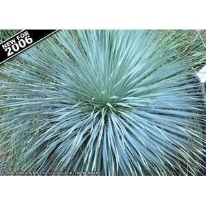  YUCCA SAPPHIRE SKIES / 3 gallon Potted Patio, Lawn 