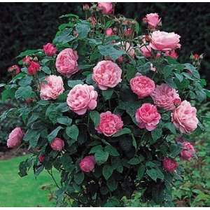  Mary Rose English Rose Tree Form Five Gallon Container 