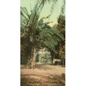 Palms at Santa Barbaras Glen Annie, ca. 1903   Exceptional Print of a 