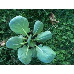  3 Inch Brussels Sprouts Plant: Patio, Lawn & Garden